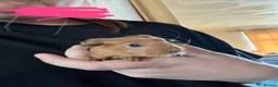 Guinea Pig rodents for sale: Baby Guinea Pigs - Advert 7