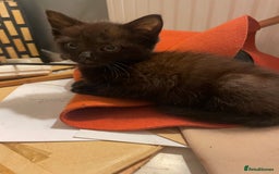 Mixed Breed cats for sale: All black kittens - Image 10