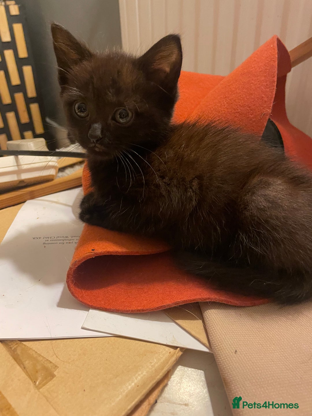 Mixed Breed cats for sale: All black kittens - Image 10