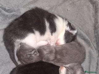 Maine Coon cats Maine coons x tabby - Advert 6