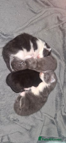 Maine Coon cats Maine coons x tabby - Advert 10