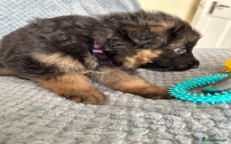 German Shepherd dogs for sale: K/C Registered German Shepherd Puppies  - Image 29