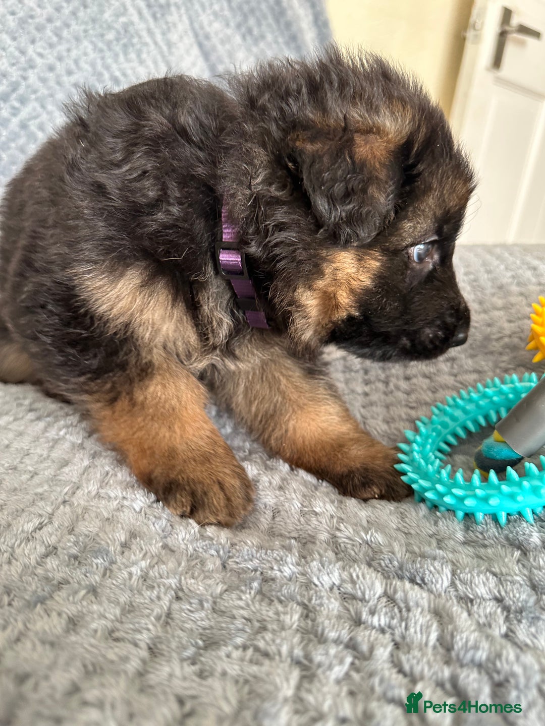 German Shepherd dogs for sale: K/C Registered German Shepherd Puppies  - Image 29