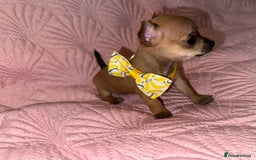 Chihuahua dogs for sale: Chihuahua pup  - Image 2