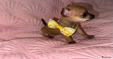 Chihuahua dogs - Advert 3