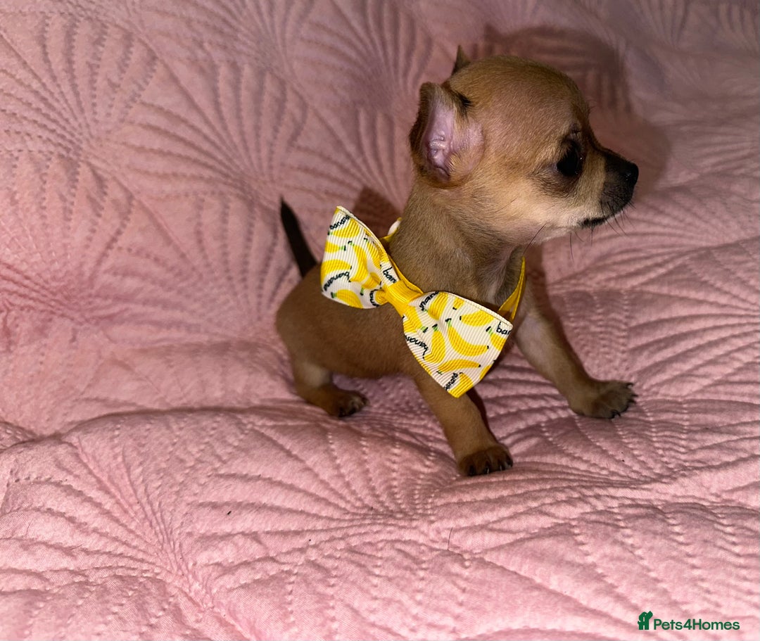 Chihuahua dogs for sale: Chihuahua pup  - Image 2