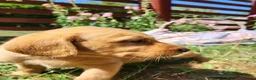 Springador dogs for sale: 6 beautiful springador Puppies fo4 sale - Advert 20