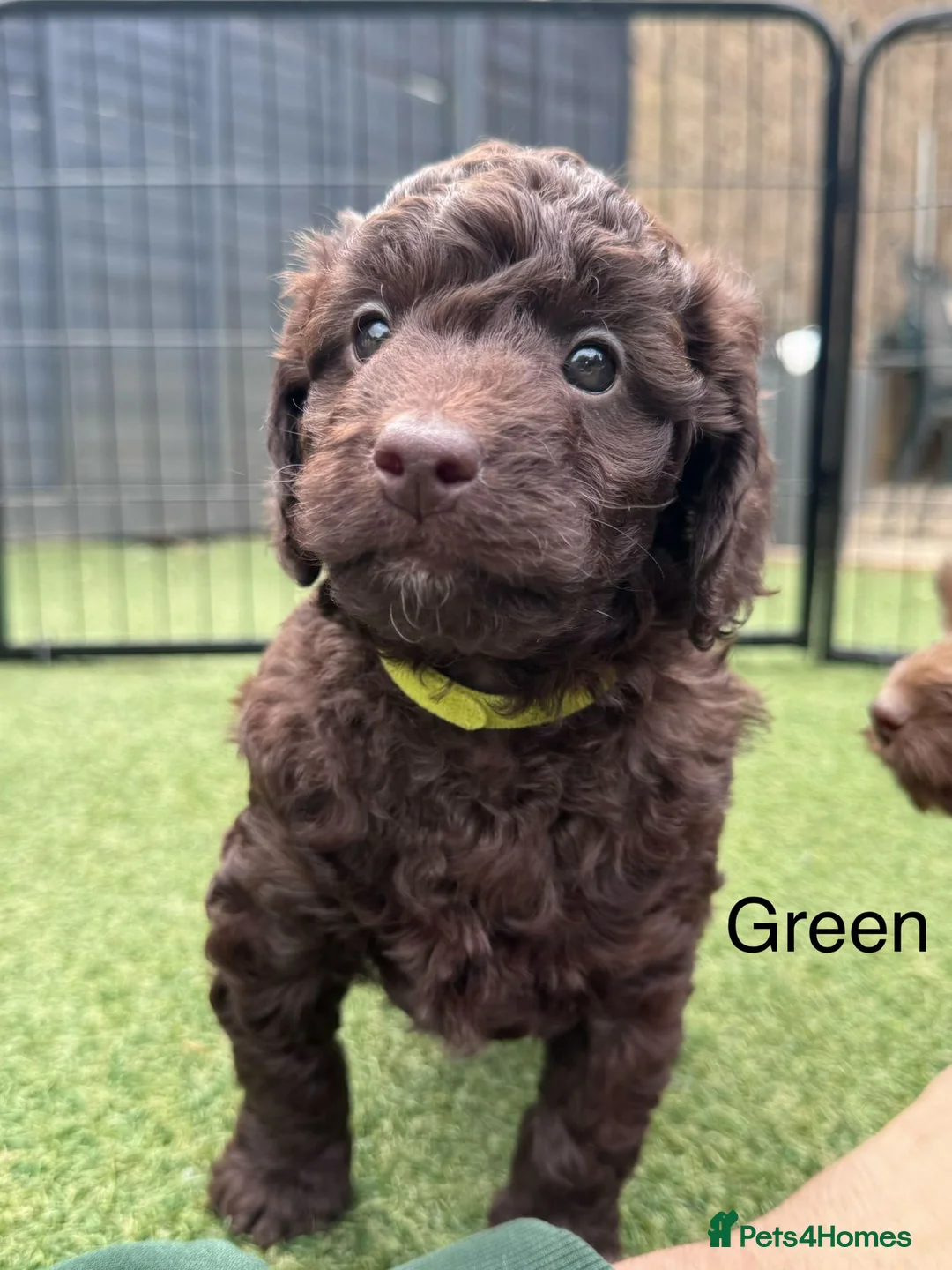 Cockapoo dogs for sale:  Absolutely stunning  F1b chocolate cockapoos  in Peterborough - Advert 1