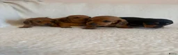 Miniature Dachshund dogs for sale: Litter of shaded red miniature Daschunds  - Advert 14
