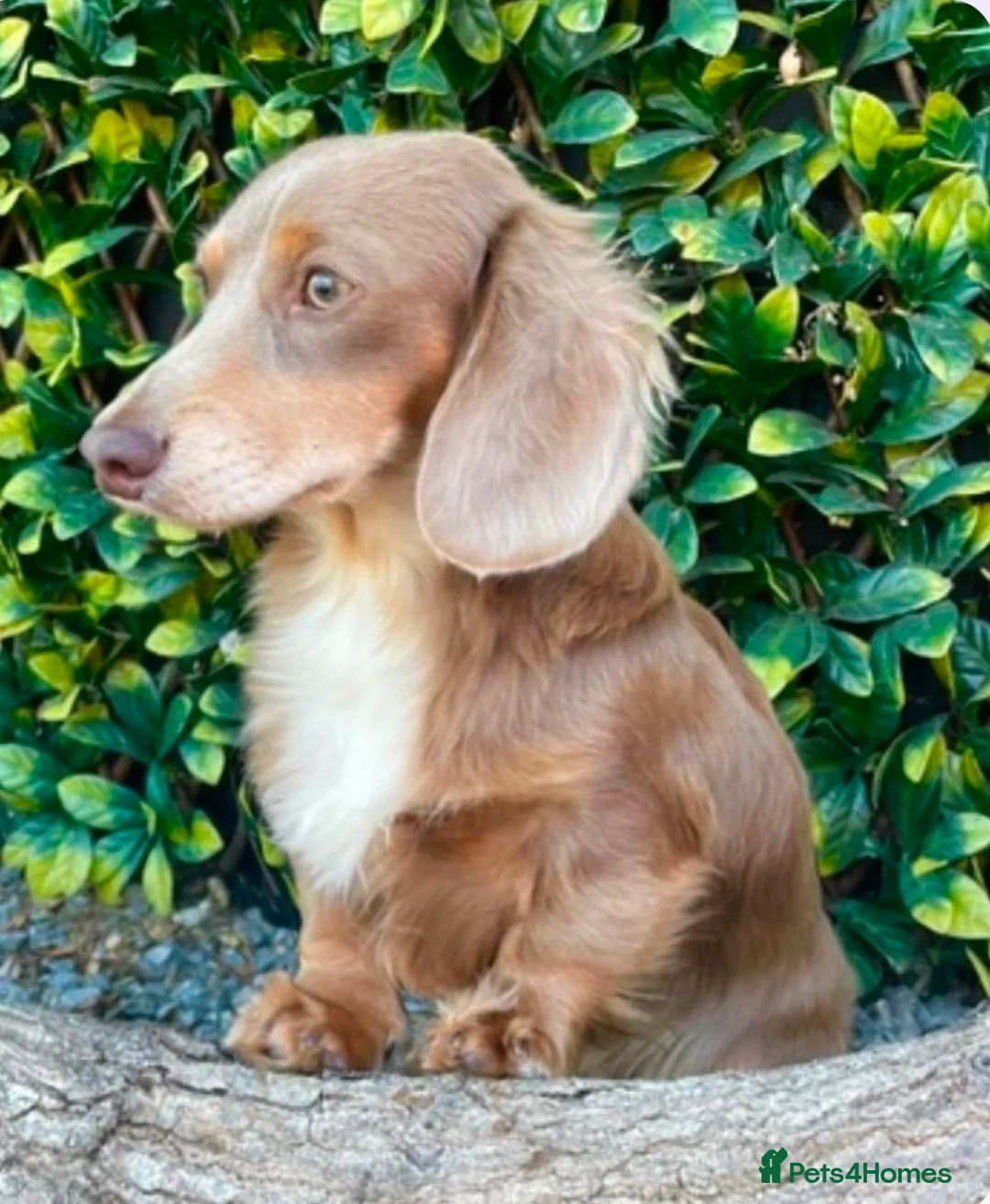 Miniature Dachshund dogs for stud: Award winning breeder-KC lilac/Isabella longcoat - Advert 2