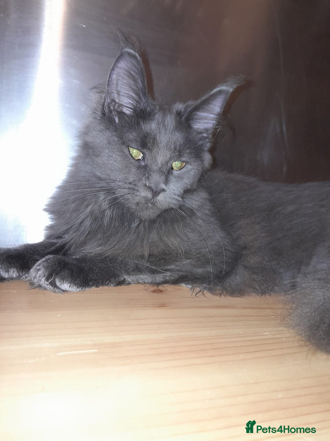 Maine Coon cats for sale: Polydactyl SolidBlue/BlackSilver Girls Maine Coon - Advert 15