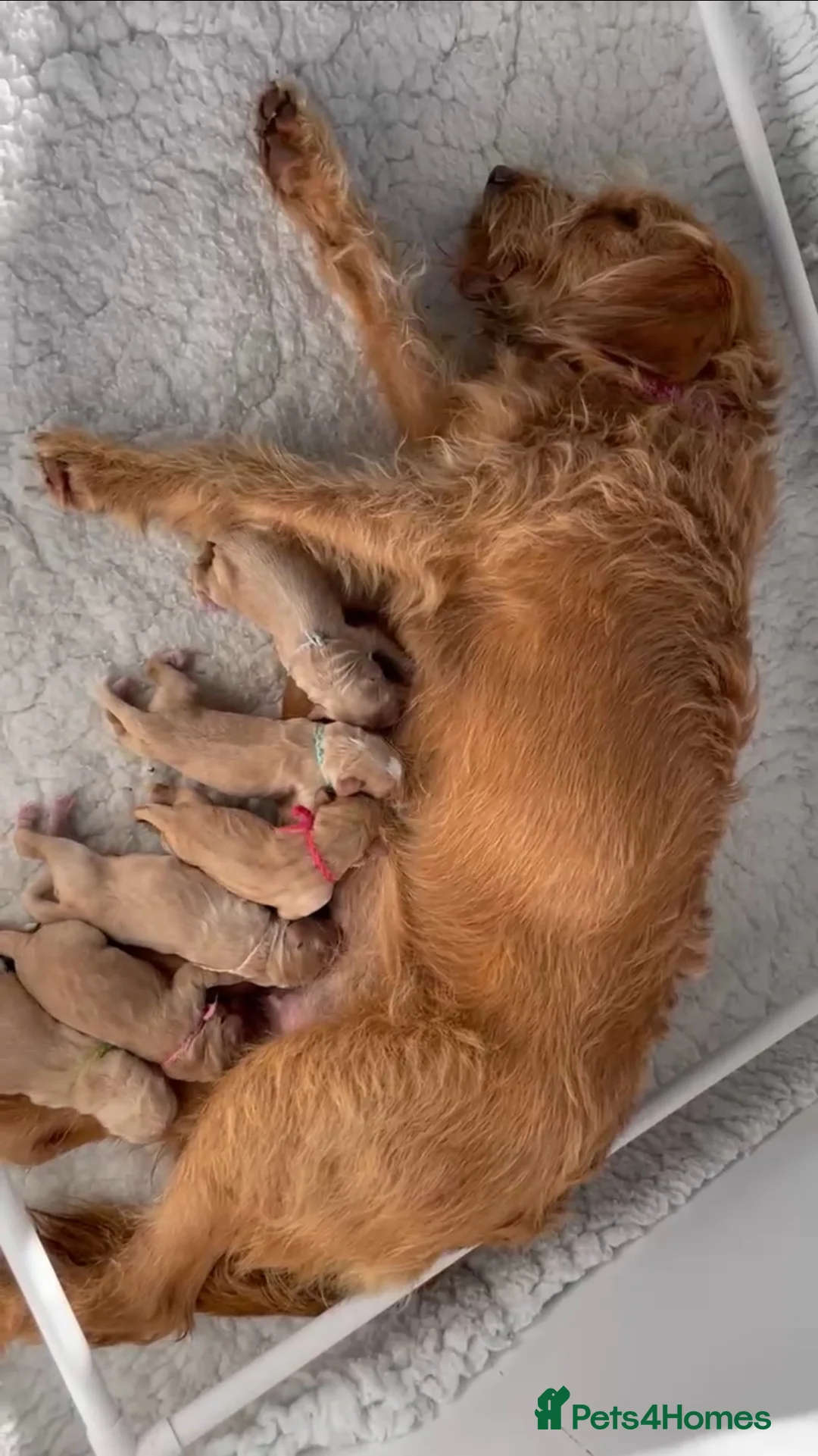 Labradoodle dogs for stud: Multigen/F3b Labradoodle Stud in Calne - Advert 16