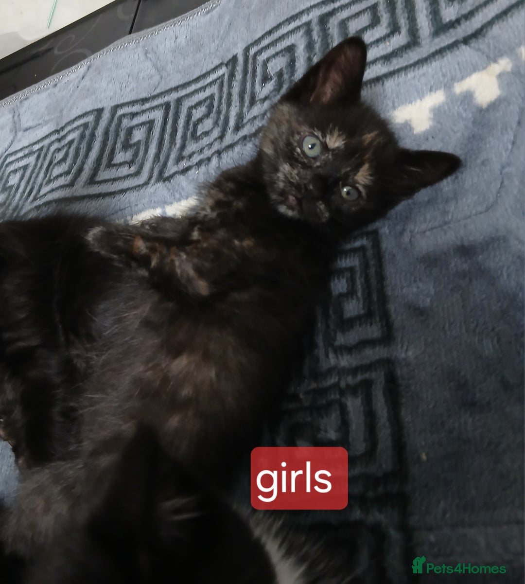 Mixed Breed cats for sale: Beautiful  kitten for sale  - Image 10