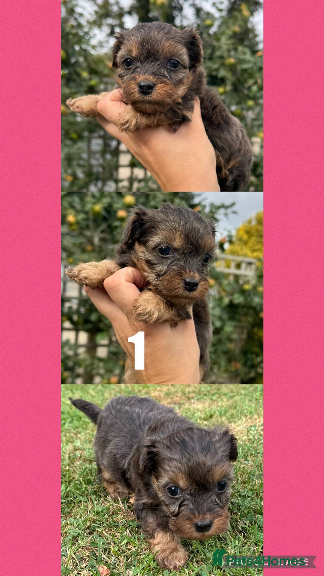 Mixed Breed dogs for sale: Gorgeous fluffy Yorkiepoos - Image 6