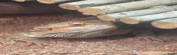Bearded Dragon reptiles for sale: Male Beaded Dragon - Full set up  - Advert 6