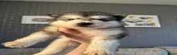Alaskan Malamute dogs for sale: ALL PUPS HAVE BEEN SOLD!! - Advert 20