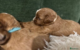 Cavapoo dogs for sale: Cavapoo puppies fully health tested parents - Image 19