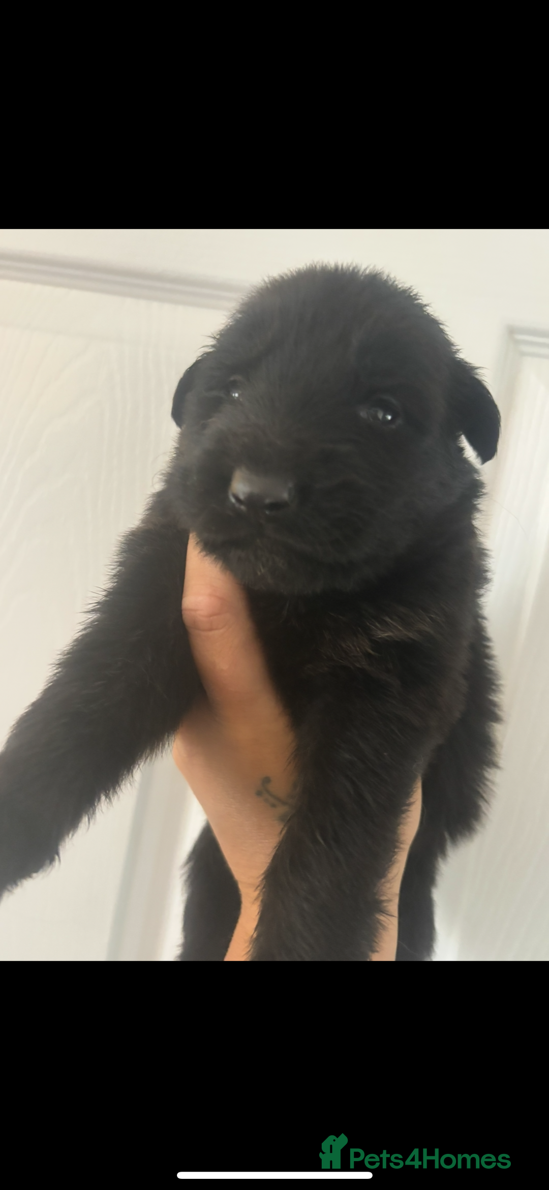 German Shepherd dogs for sale: CUTE 3/4 GERMAN SHEPHERD PUPPIES READY 27th AUGUST - Image 15