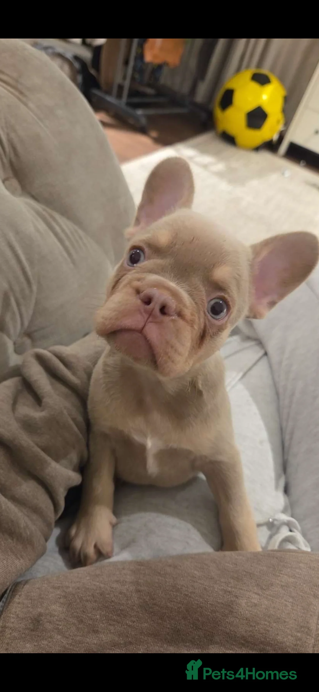 French Bulldog dogs for sale: Girl French bulldog  - Advert 1