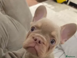 French Bulldog dogs Girl French bulldog - Advert 4