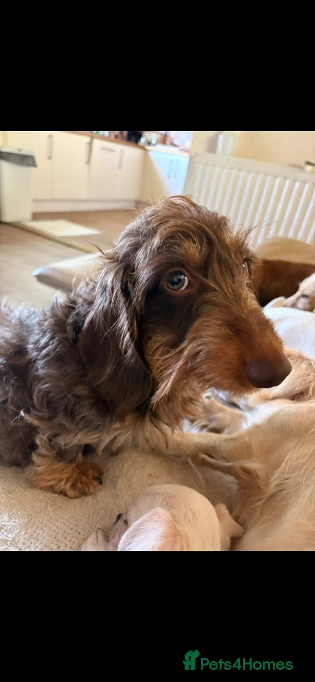 Miniature Dachshund dogs for sale: Pedigree Miniature Wire Haired Dachshund Female - Advert 6