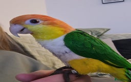 Parakeets birds for sale: Tame male caique DNA sexed in Accrington - Image 4