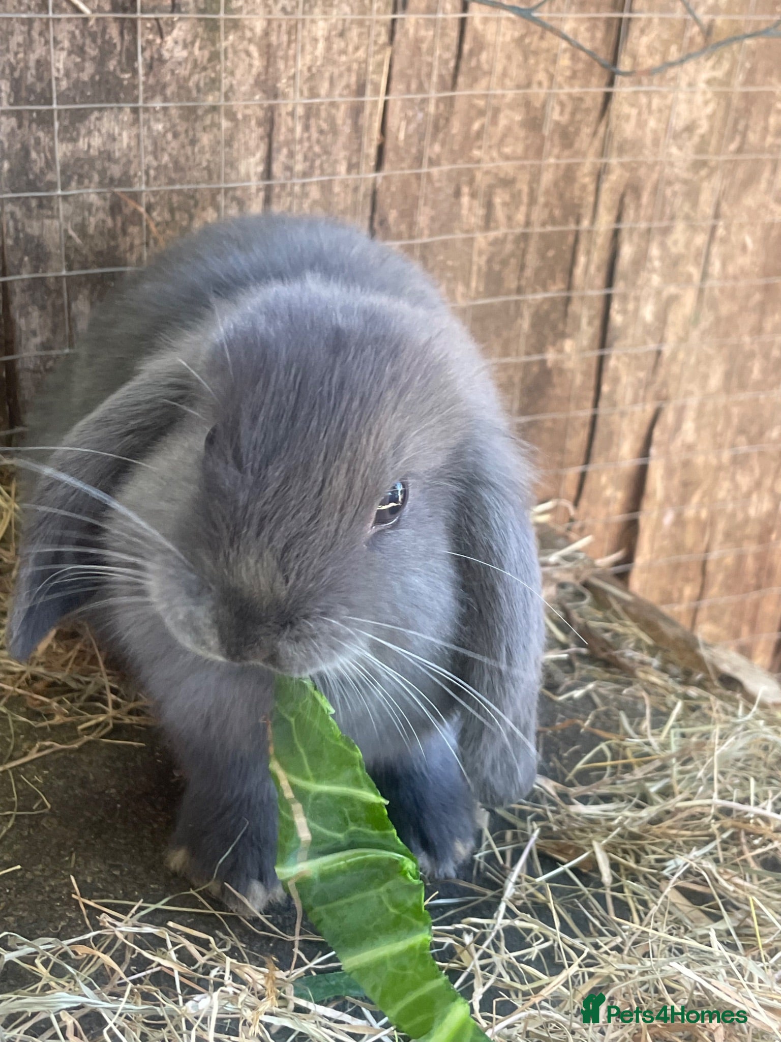 Mini Lion Lop rabbits Mini Lion Lop Babies & Mom  - Advert 14