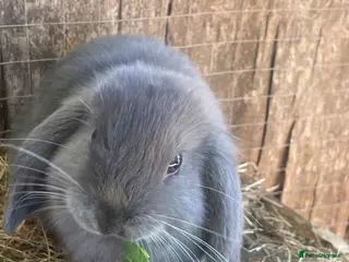 Mini Lion Lop rabbits Mini Lion Lop Babies & Mom - Advert 14
