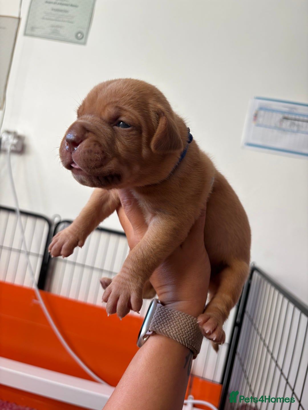 Dogue De Bordeaux dogs for sale: KC reg Dogue de Bordeaux puppies  - Image 19