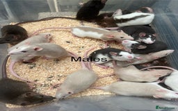 Rat rodents for sale: Baby rats - Image 2