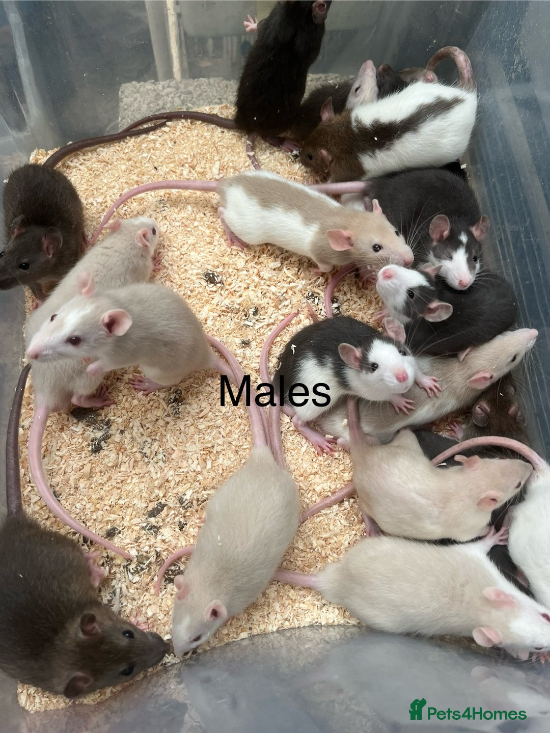 Rat rodents for sale: Baby rats - Image 2