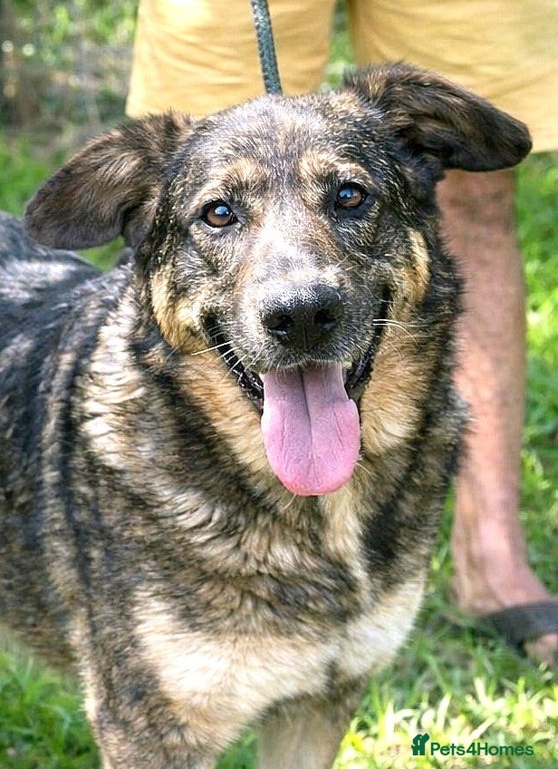 Mixed Breed dogs ♫ Josephine, She Sends You All Her Love 💕 - Advert 2