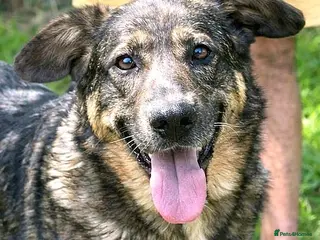 Mixed Breed dogs ♫ Josephine, She Sends You All Her Love 💕 - Advert 2