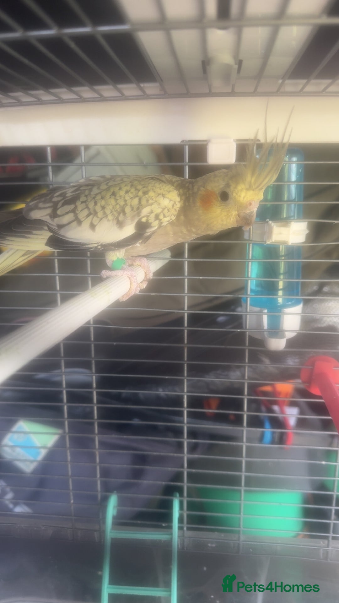 Cockatiels birds for sale: Baby cockatiel for sale mixed prices  - Image 2