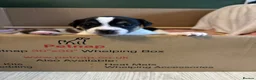 Jack Russell dogs for sale: Jack Russell Puppies - Girls - Advert 9