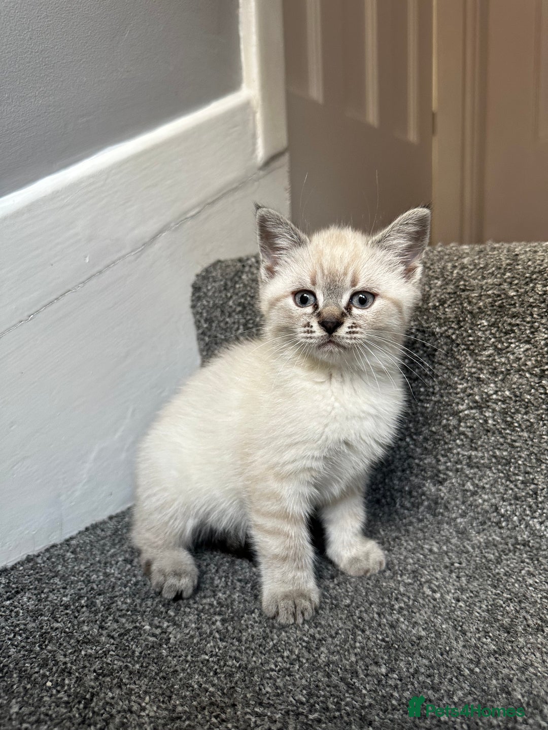 Mixed Breed cats for sale: ✨Meet Our Beautiful Bengal Mix Girls!✨ - Advert 4