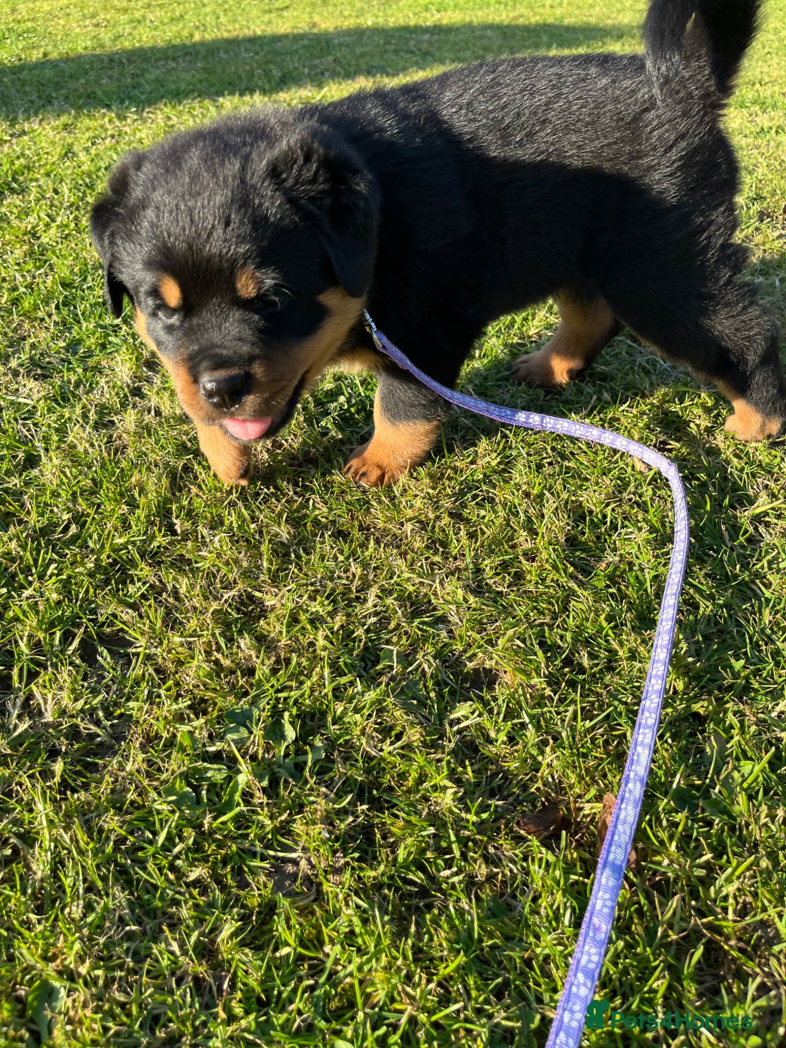 Rottweiler dogs Rottweiler puppies - KC Registered. - Advert 2