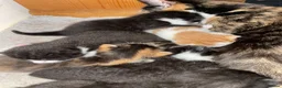 Mixed Breed cats for sale: Beautiful Kittens for Sale - Advert 4