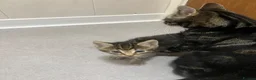 Mixed Breed cats for sale: Bengal x tabby  - Advert 1