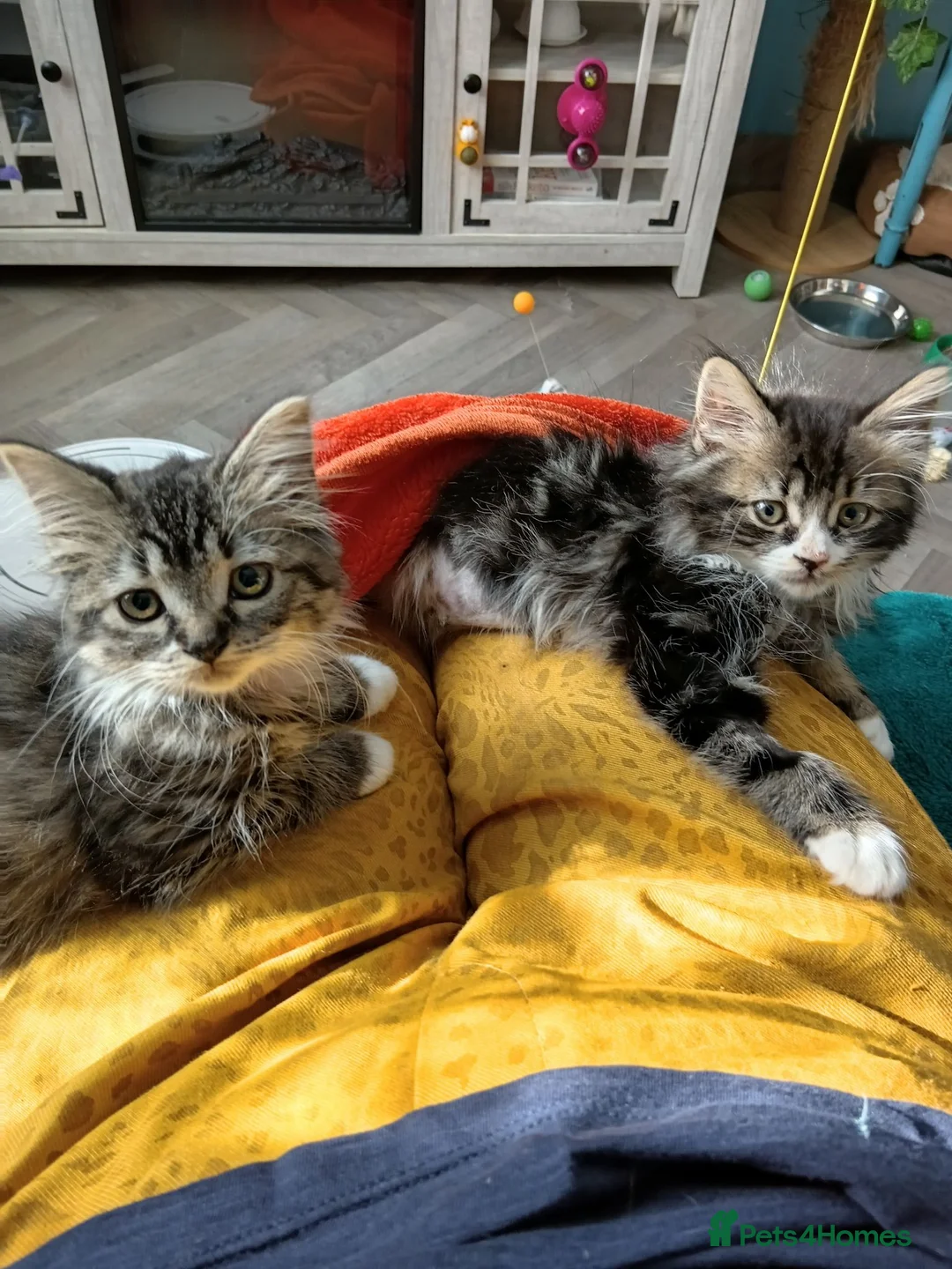 Norwegian Forest Cat cats for sale: Norwegian Forest/Siberian Kittens in Treorchy - Advert 1