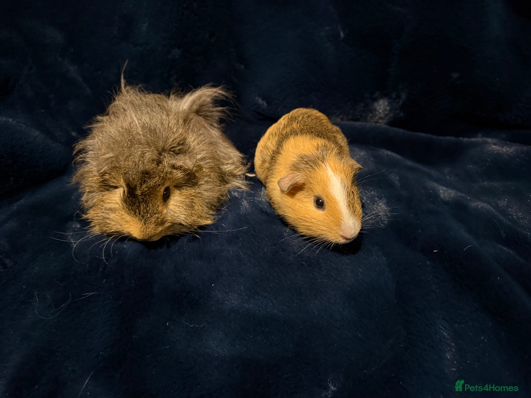 Guinea Pig rodents for sale: Baby male Guinea pigs  - Image 2