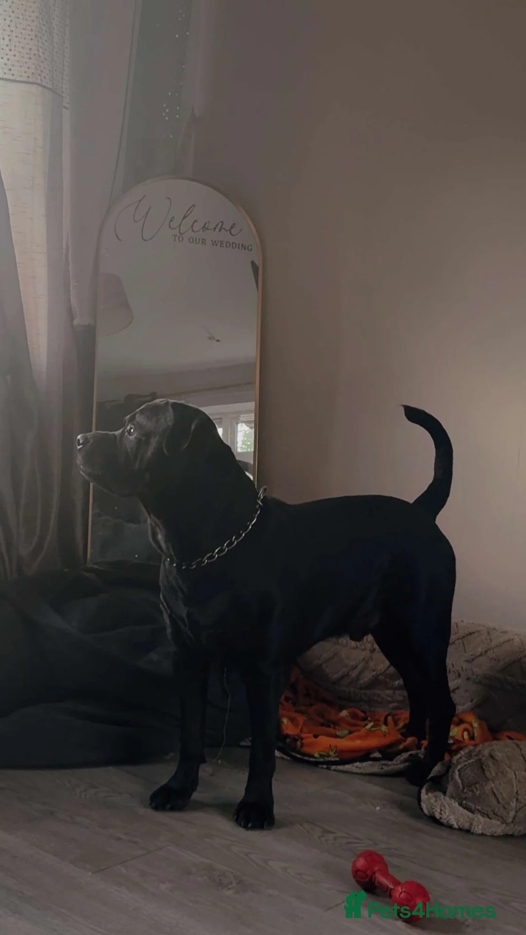 Rottweiler dogs for sale: Kizer, 3 yr old male Rottweiler  in Burnley - Advert 1