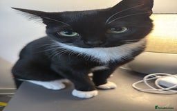 Bombay cats for sale: 🛑last kitten🛑 - Image 4