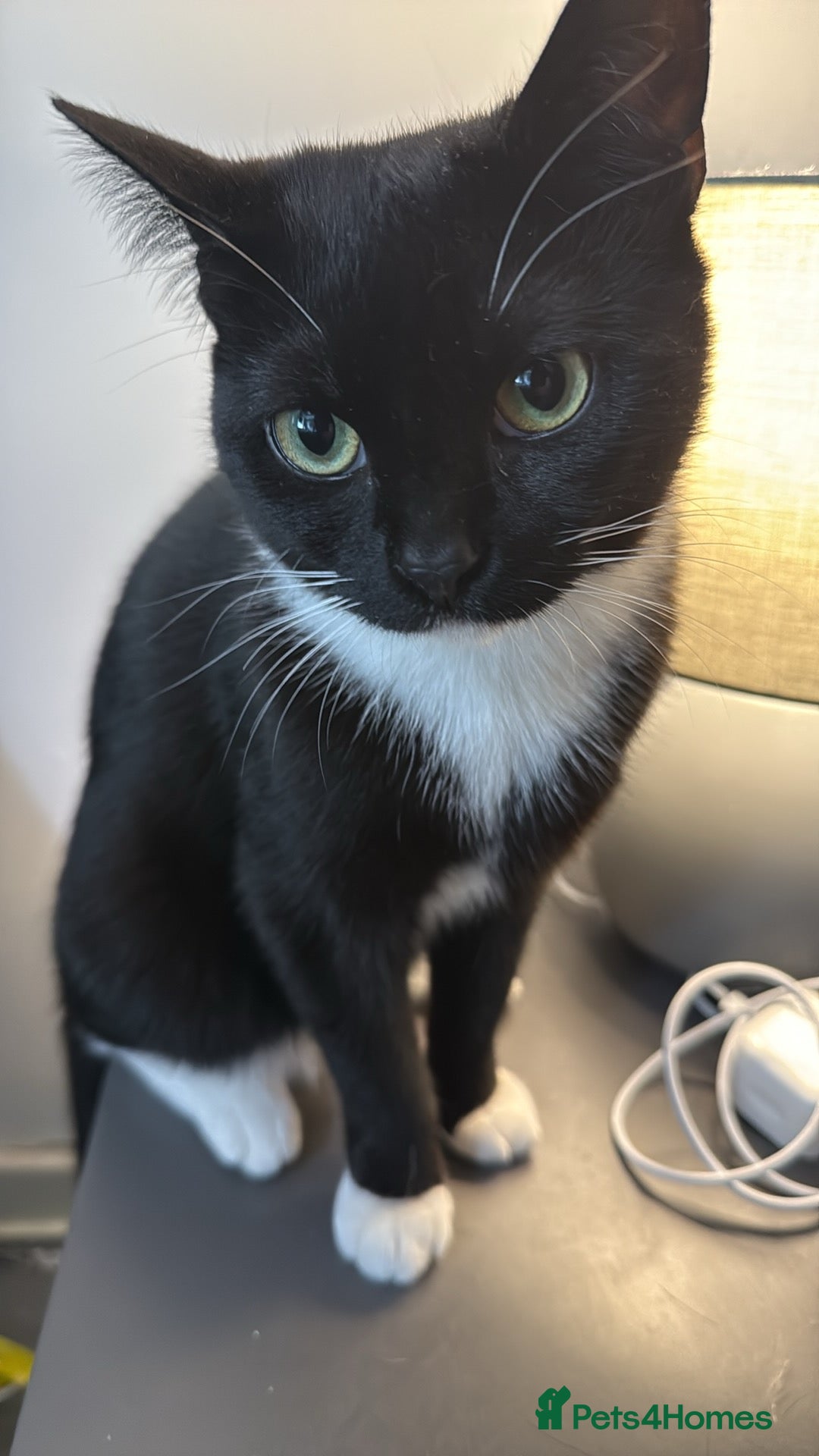 Bombay cats for sale: 🛑last kitten🛑 - Image 4