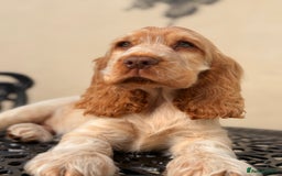 Cocker Spaniel dogs for sale: Show type cocker spaniels 🐶 ready now 🐶 - Image 1