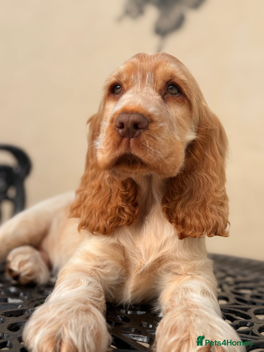 Cocker Spaniel dogs for sale: Show type cocker spaniels 🐶 ready now 🐶 - Image 1