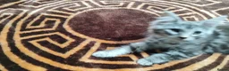 Maine Coon cats for sale: Beautiful Maincoon cross kittens  - Advert 28