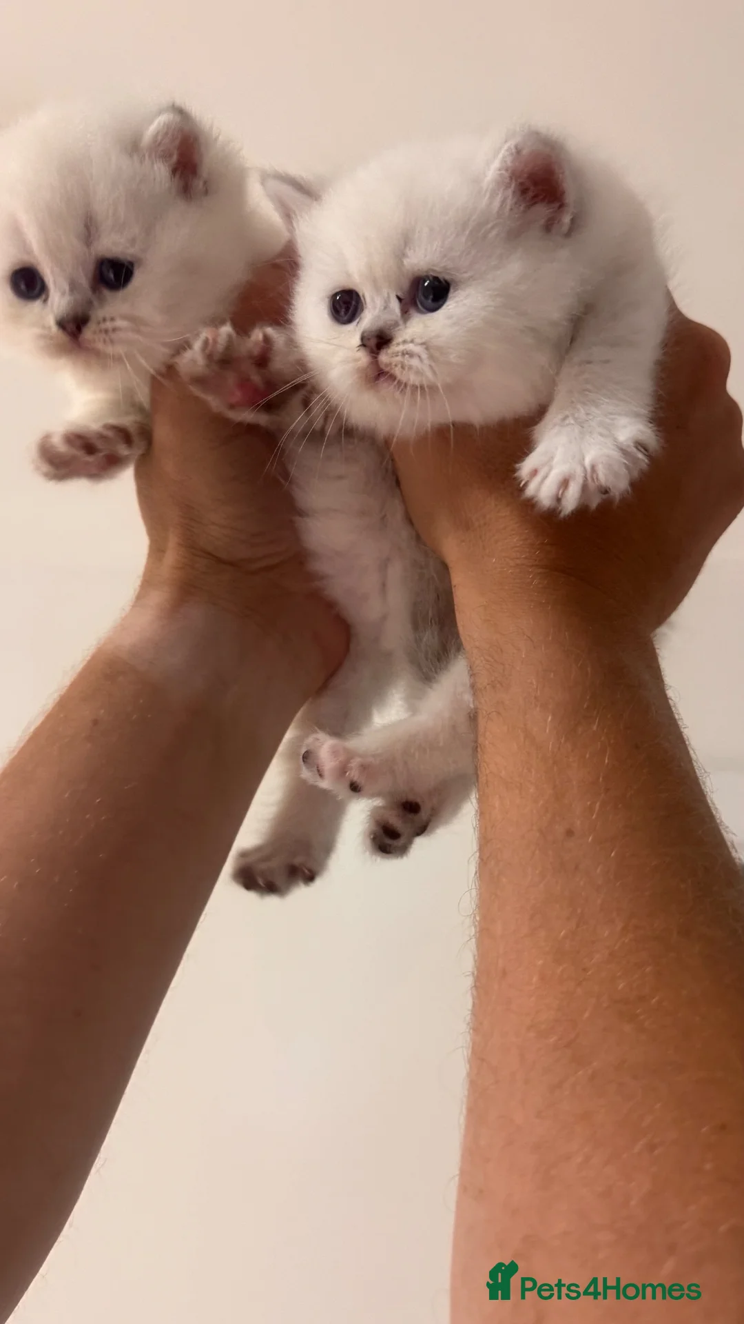 British Shorthair cats for sale: Stunning Blue-Eyed British Kittens - Advert 4