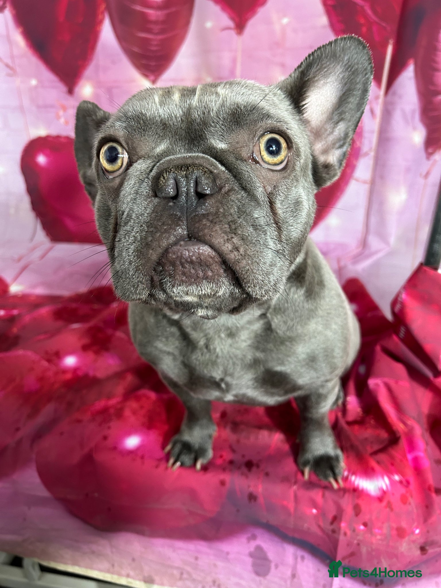 French Bulldog dogs for sale: Female 3 year old frenchie  - Advert 2
