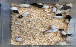 Rat rodents for sale: Fancy rat babies  - Image 2